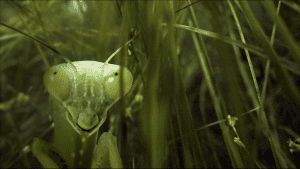 Macro image of grasshopper, still image from Field Companion videos